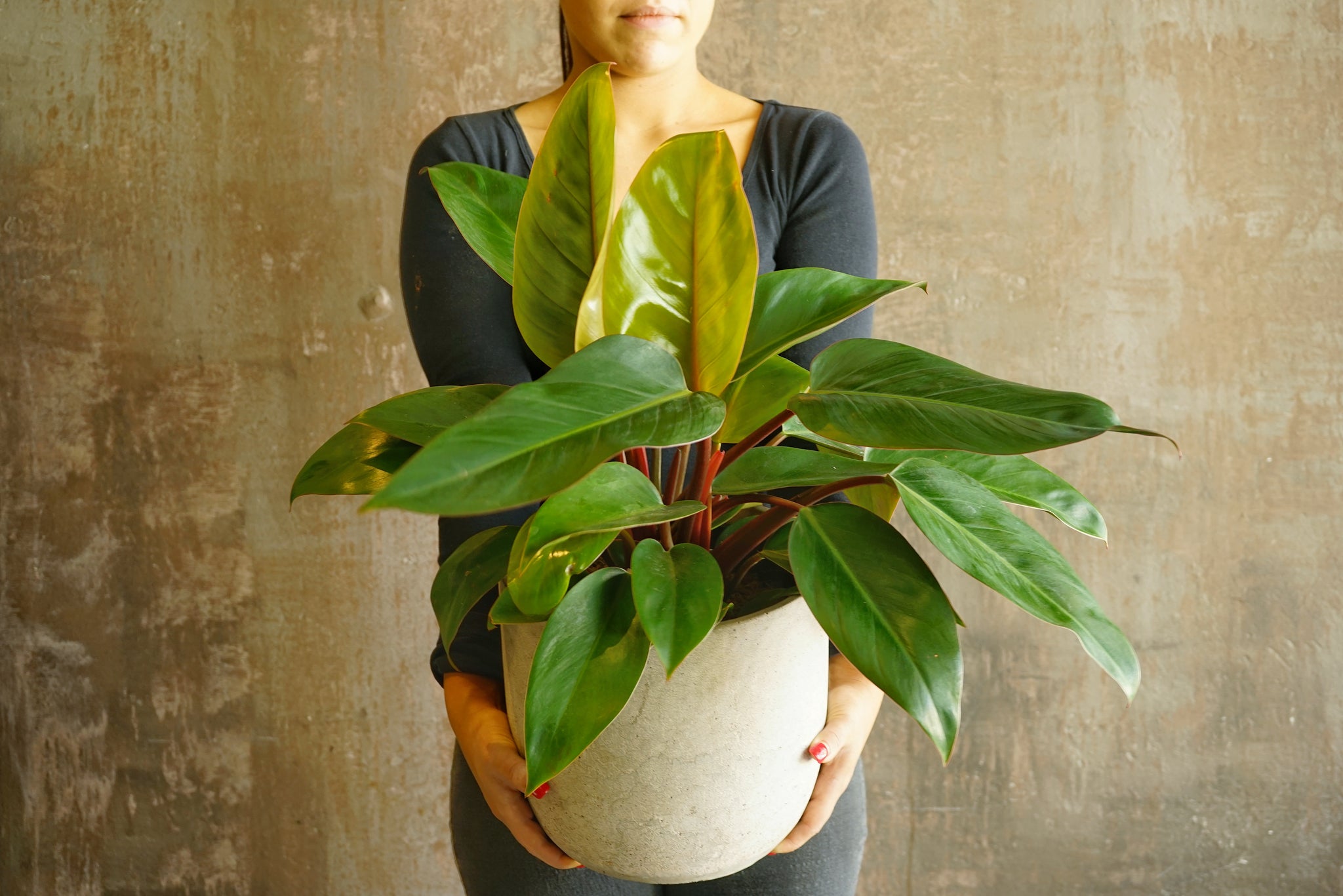 Premium Indoor Plants