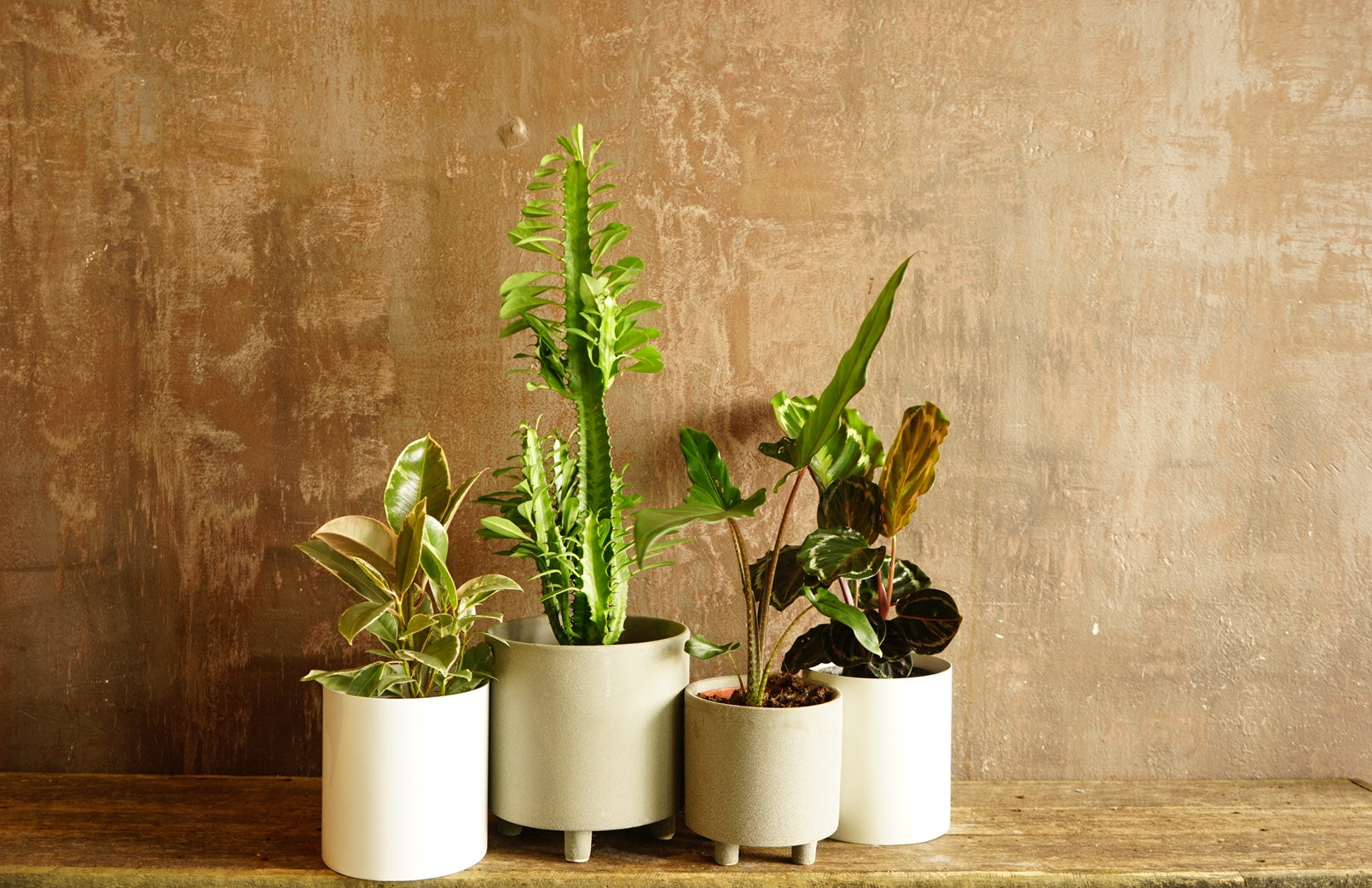 Assortment of Small Plants